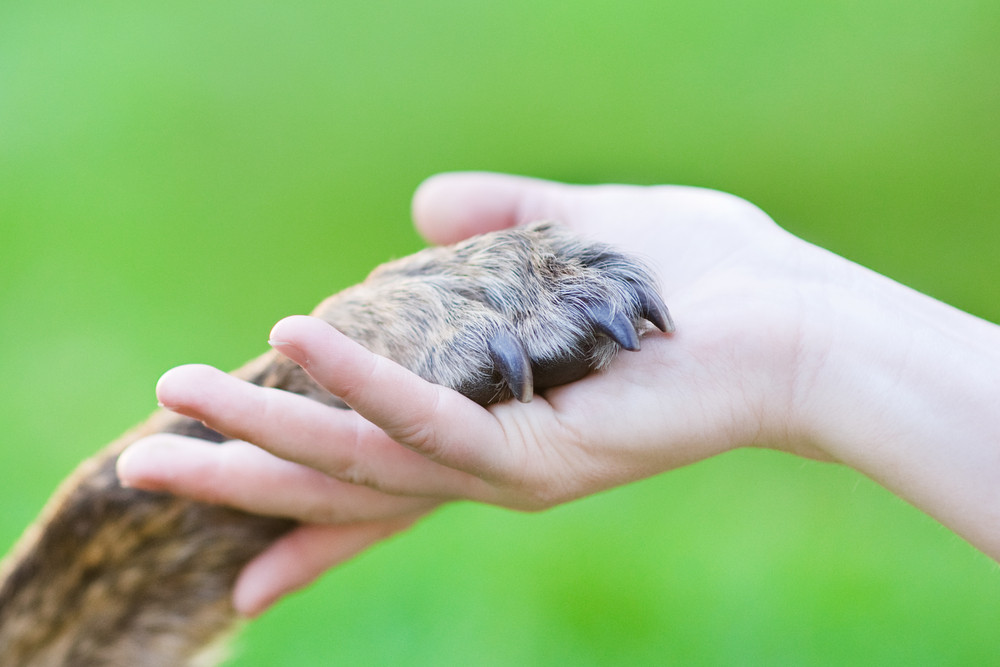 Tierkommunikation - mit Tieren sprechen: Foto: © Ermolaev Alexander / shutterstock / #113046574